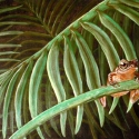 Singing Frog - Acrylic 24x36