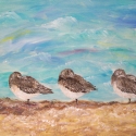 art shore bird napping